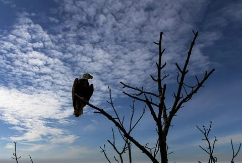 A View of a Bald Eagle Perched on a Tree Branch Looking for Food Stock Photos