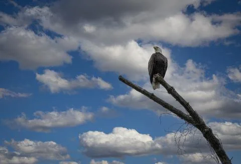 View of A Bald Eagle Sitting on a Branch Looking Over the Land Stock Photos
