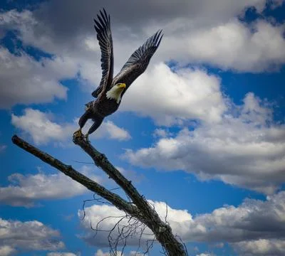 View of A Bald Eagle Taking Off With Wings Spread From a Branch Looking Ahead Stock Photos