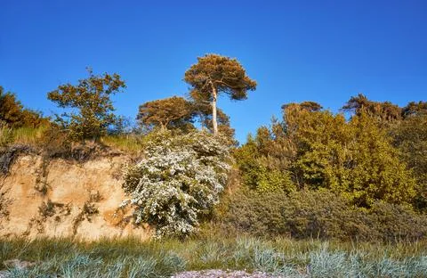 View of Baltic cliff with small trees and shrubs. Foto stock