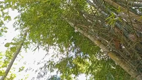 The view of the bamboo forest looks like it is towering, curving tightly. Stock Footage 324891149