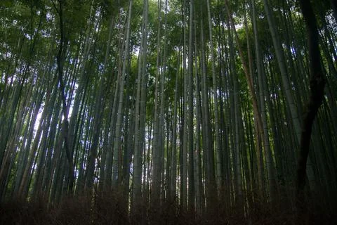 View of a bamboo forest seen from inside. Magnificent trees protecting from t Stock Photos