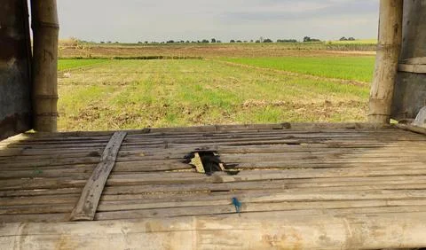 View from Bamboo Structure Over Rice Fields 库存照片