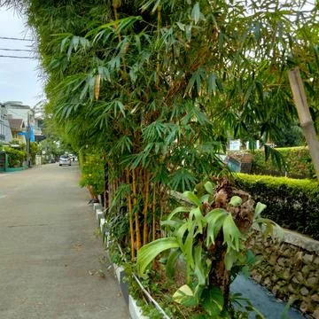 View of Bamboo trees on the edge of a small river Stock Photos