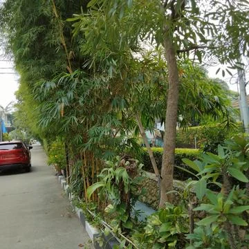 View of Bamboo trees on the edge of a small river Stock Photos