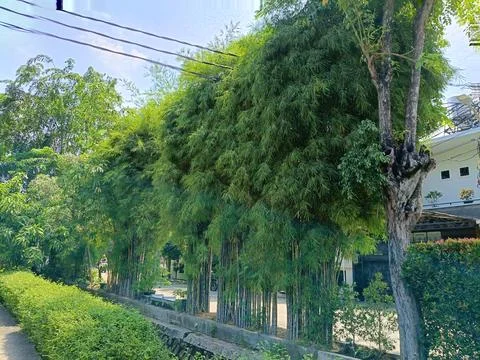 View of bamboo trees Stock Photos