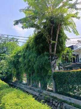 View of bamboo trees Stock Photos