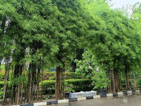 View of bamboo trees Stock Photos