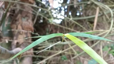 View of bamboo trees with young shoots and green leaves. Stock Footage 332158876