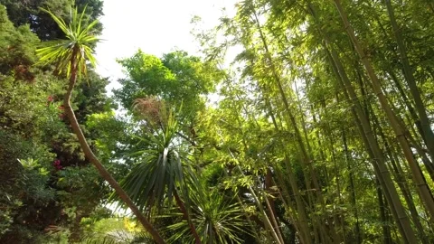 View of bamboos and palm trees in Jardí Botànic Marimurtra in Blanes Stock Footage 249834399