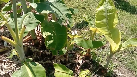 View of banana fruit trees Stock Footage 238682814