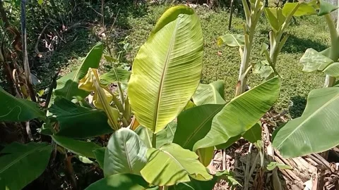 View of banana fruit trees Stock Footage 238682900