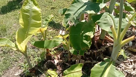 View of banana fruit trees Stock Footage 238682912