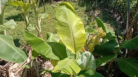 View of banana fruit trees Stock Footage 238683000