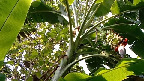 A view of banana trees Stock Footage 239078502