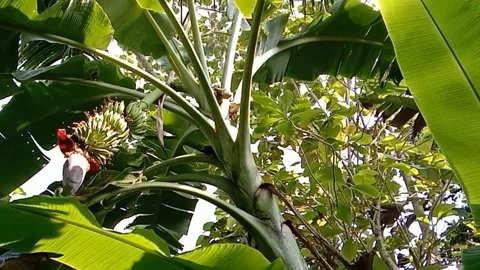 A view of banana trees Stock Footage 239078503