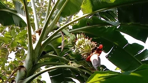 A view of banana trees Stock Footage 239078506