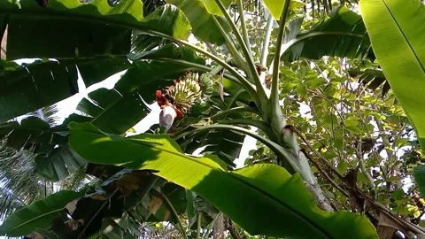 A view of banana trees Stock Footage 239078794