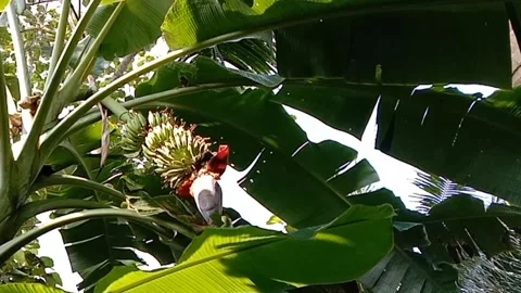 A view of banana trees Stock Footage 239078797