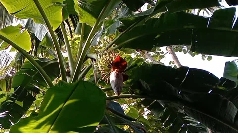 A view of banana trees Stock Footage 239079212