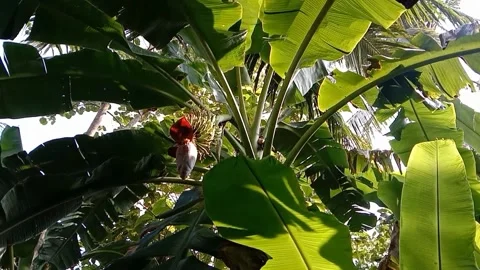 A view of banana trees Stock Footage 239079315