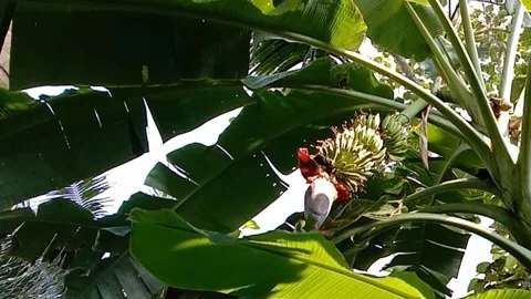 A view of banana trees Stock Footage 239079576