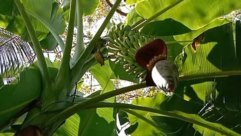 A view of banana trees Stock Footage 240527655