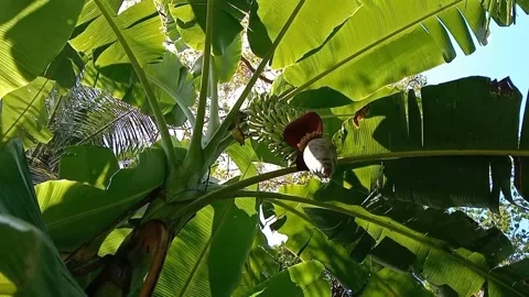 A view of banana trees Stock Footage 240527769