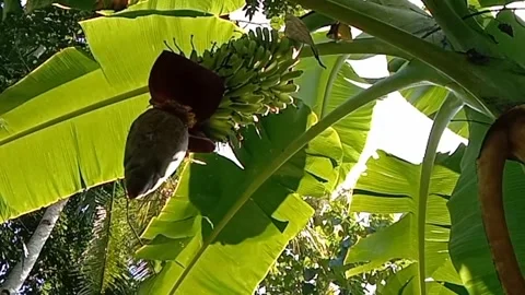 A view of banana trees Stock-Footage 240527771