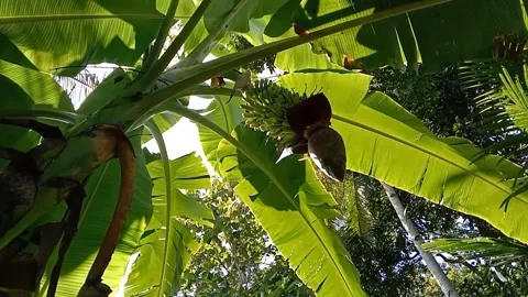 A view of banana trees Stock Footage 240527896
