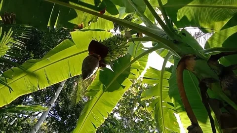 A view of banana trees Stock Footage 240527897
