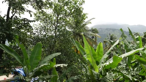 View of banana trees in the forest Vídeo Stock 156965534