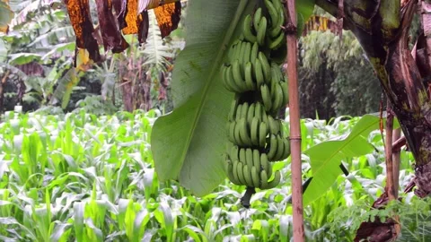 View of bananas on a tree growing in the garden 스톡 동영상 290856739