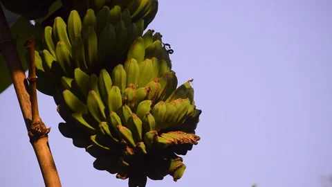 View of bananas on a tree growing in the garden 스톡 동영상 292283175