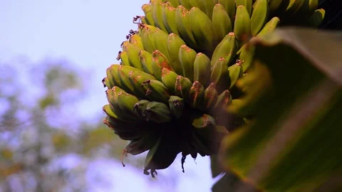 View of bananas on a tree growing in the garden 스톡 동영상 292877883