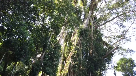 View of banyan tree in the morning Stock Footage 134360367
