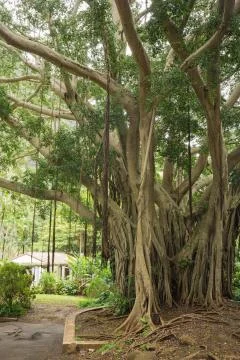 View of a banyan tree Stock Photos