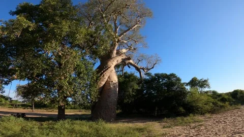 View of the Baobab Amoureux trees in Madagascar 스톡 동영상 308808317