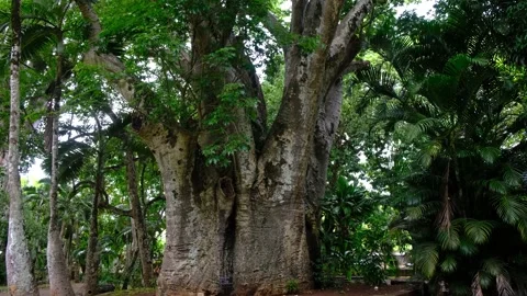 View of baobab at botanic garden in Mauritius Stock Footage 170167904
