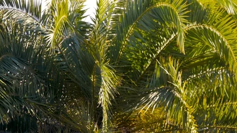 View of Barcelona through palm trees Video stock 100579364