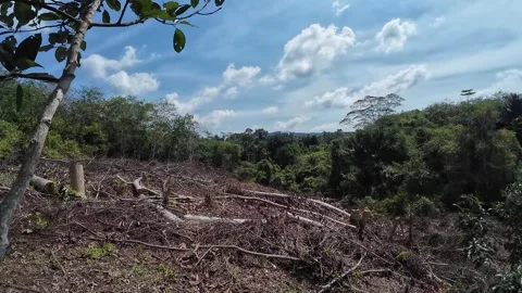 View of a bare forest Stock Footage 317953940