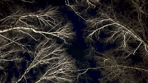 View of bare skeletal tree branches Stock Footage 301781332