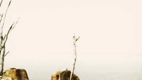 View of bare tree near water and rocks in an open area by the sea Stock Footage 340985491