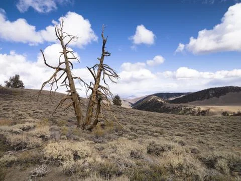 View of a bare tree Stock Photos