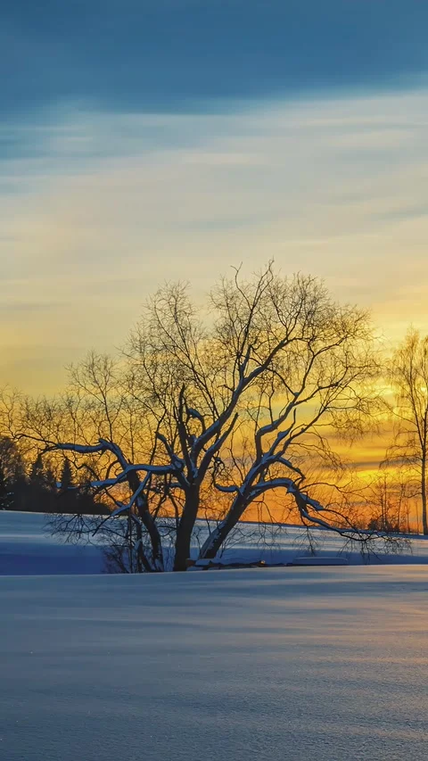 View of a bare tree in a snowy field in Latvia. Stock Footage 339901413