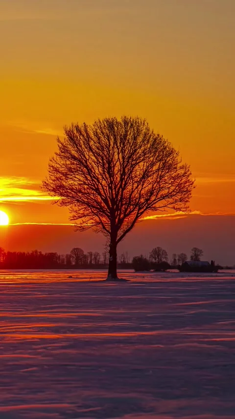 View of a bare tree in a snowy field at sunset, Latvia. Stock Footage 340643005