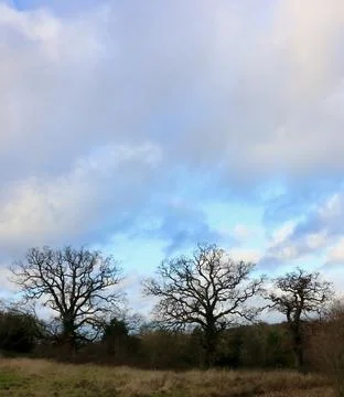 View of bare trees in winter with copy space in sky above Stock Photos