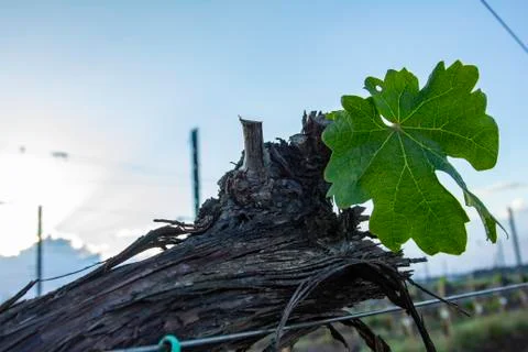 View on bare winter vineyard after pruning. Stock Photos