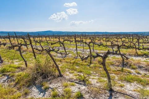 View on bare winter vineyard after pruning Stock Photos