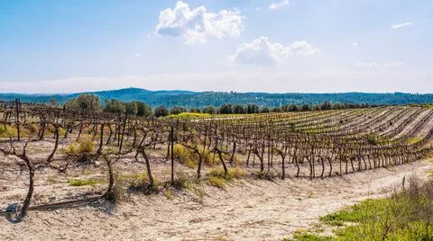 View on bare winter vineyard after pruning Stock Photos